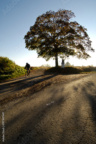 arbre soleil matin velo cycliste