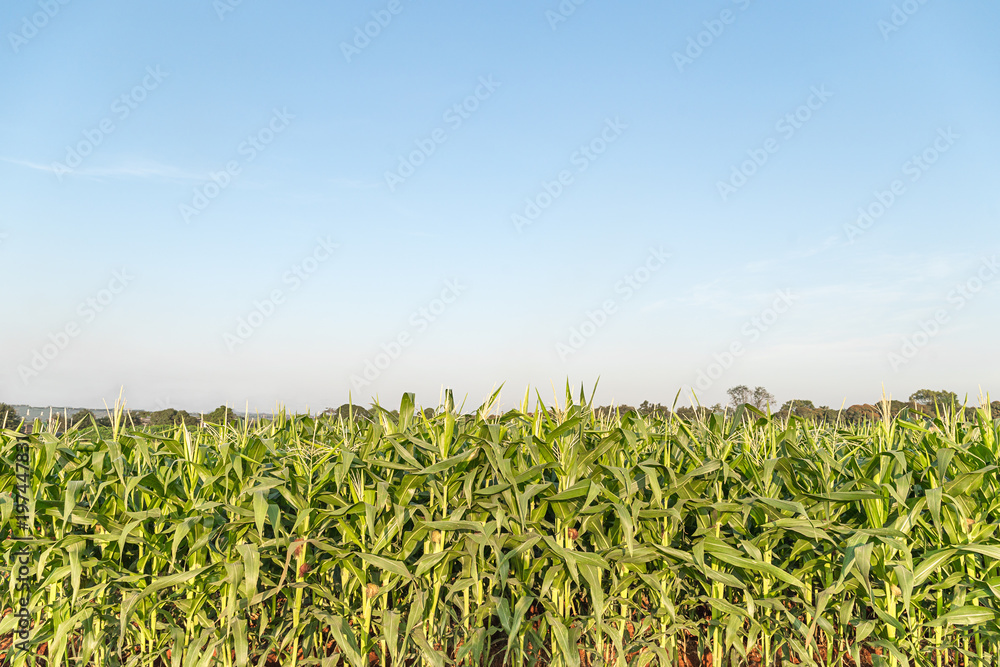 Green maize corn field plantation
