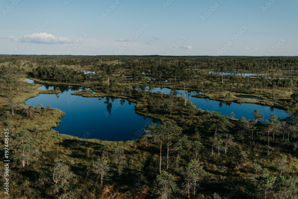 Two blue lakes between pine trees on the swamp in summer. Vacation in Latvia.
Kemeru.
