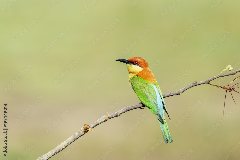 Chestnut-headed bee-eater or Merops leschenaulti perching on tree branch , Thailand