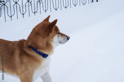 shiba inu dog on the snow