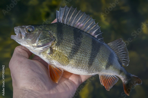 Caught perch fish trophy in hand of fisherman above water. Fishing background