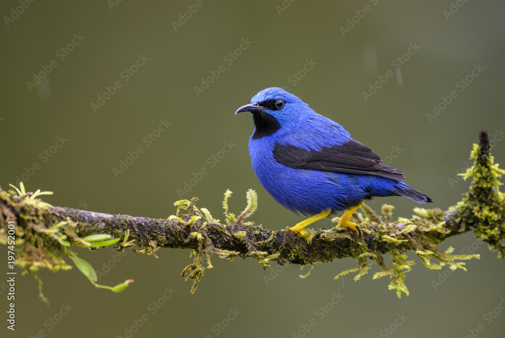 Shining Honeycreeper - Cyanerpes lucidus, beatiful small blue honeycreeper from Costa Rica.