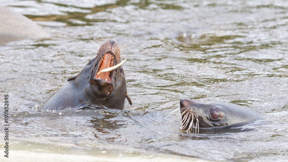 Fototapeta premium Sea lion eating a fish