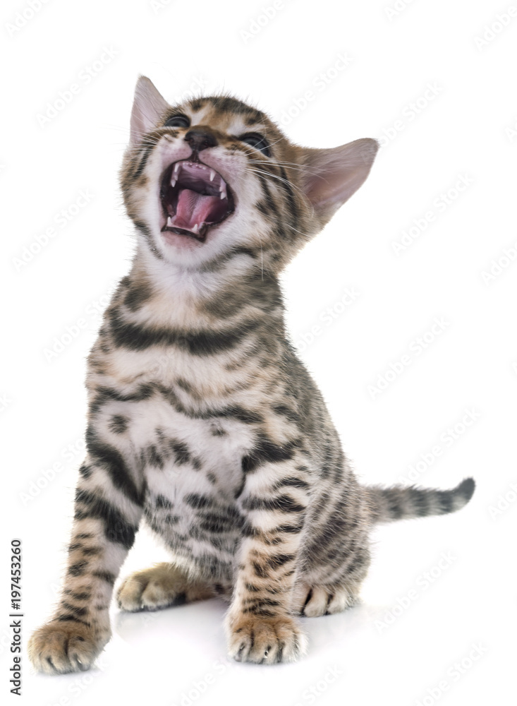 bengal kitten in studio