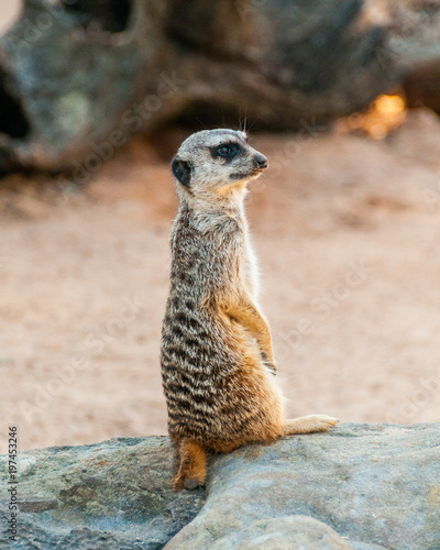 Meerkat Surikate found in Zoo, Australia. © Irina Sokolovskaya