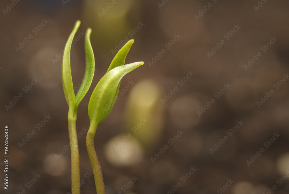 Growing young vegetables from fresh seeds. Beginning of life growth. Concept of evolution Growing young vegetables from fresh seeds. Beginning of life growth. Concept of evolution
