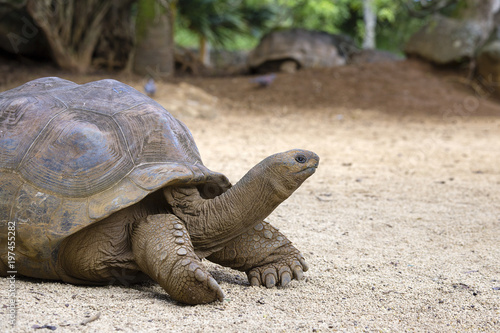 Giant turtles, dipsochelys gigantea in island Mauritius , Close up © OlegD
