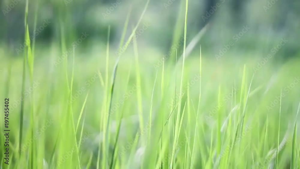 Blurred Grass Background closeup. Nature. Environment concept. HD video footage 1280x720 Blurred Grass Background closeup. Nature. Environment concept. HD video footage 1280x720