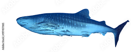 Whale Shark isolated on white background