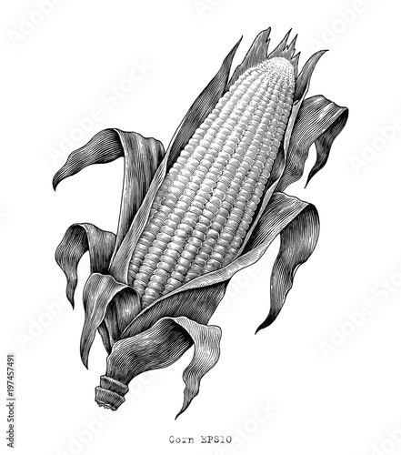 Corn hand drawing vintage engraving illustration