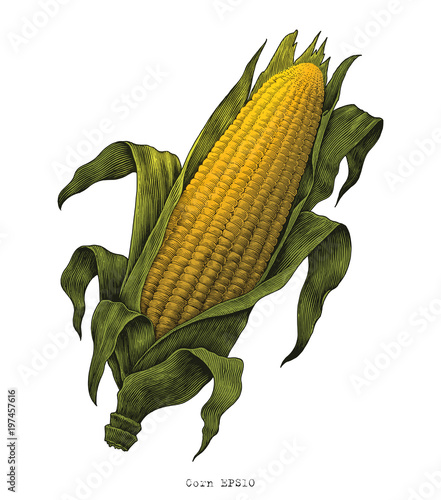 Corn hand drawing vintage engraving illustration