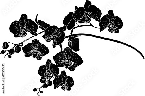 orchid branch sketch isolated on white