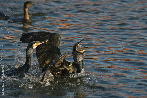 cormorant - a perfect aviator, swims and dives well, plumage is not waterproof