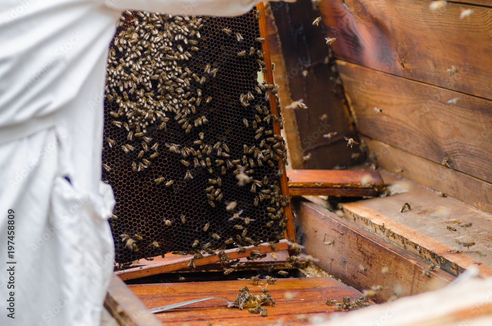 framework of the streets with honey bees framework of the streets with honey bees