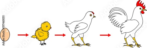 Stages of rooster growth from egg to adult bird