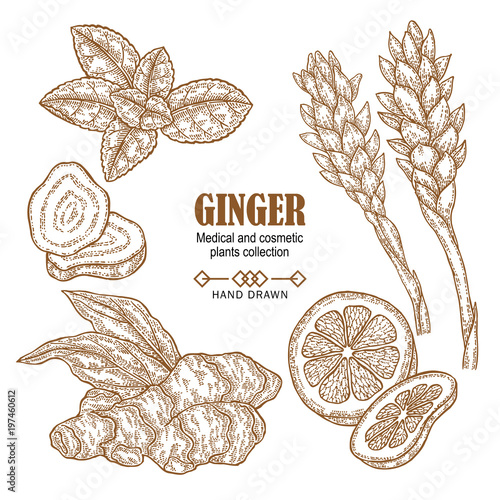 Ginger plant set. Hand drawn ginger root, flowers, mint leaves an lemon isolated on white background. Vector illustration engraved. Medical and cosmetic plant collection.