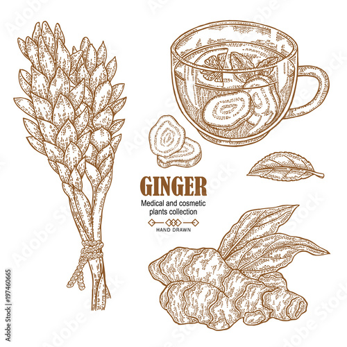 Ginger plant set. Hand drawn ginger root, flowers and cup of herbal tea isolated on white background. Vector illustration engraved. Medical and cosmetic plant collection.