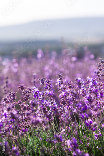 lavender field  in summer