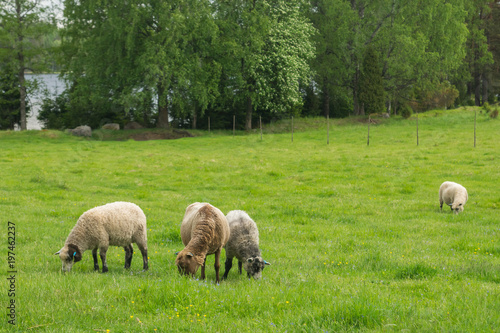 A herd of sheep is grazing on the green meadow on the Korteniemi Heritage Farm that is located in the Liesjärvi National Park, Finland, Europe