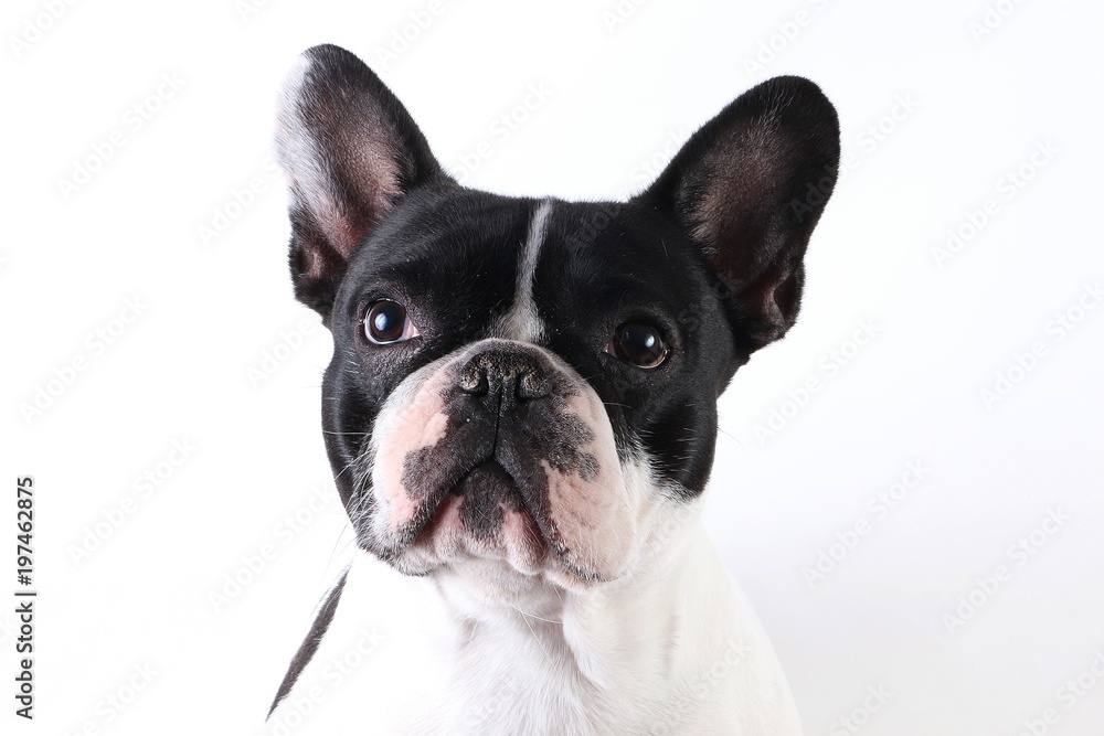 French bulldog portrait in the studio