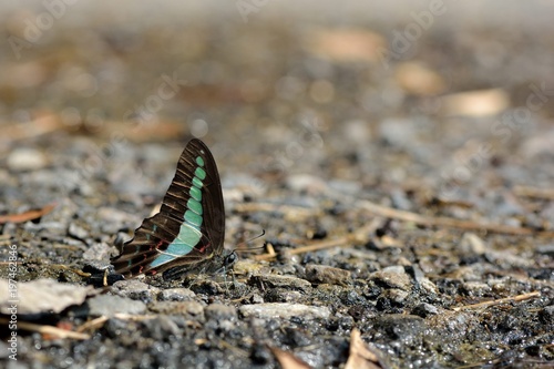 Butterfly from the Taiwan (Graphium sarpedon connectens) Common bluebottle butterfly   photo