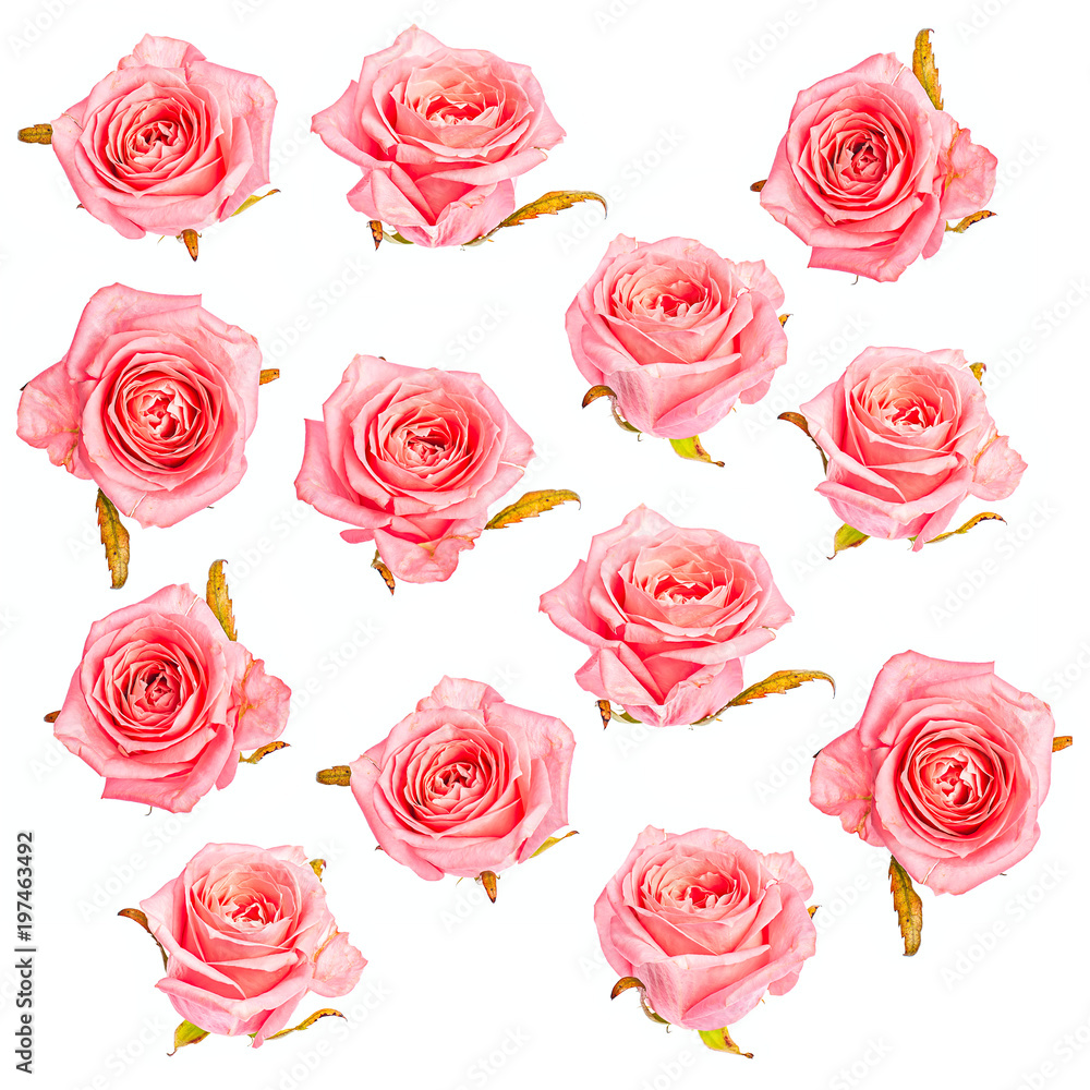 Isolated pink roses pattern background Isolated pink roses pattern background
