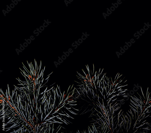 Spruce branches on dark black background © Olha K