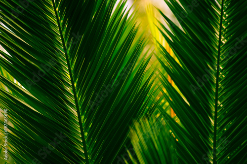 Green Light through Palm Leaf Fronds