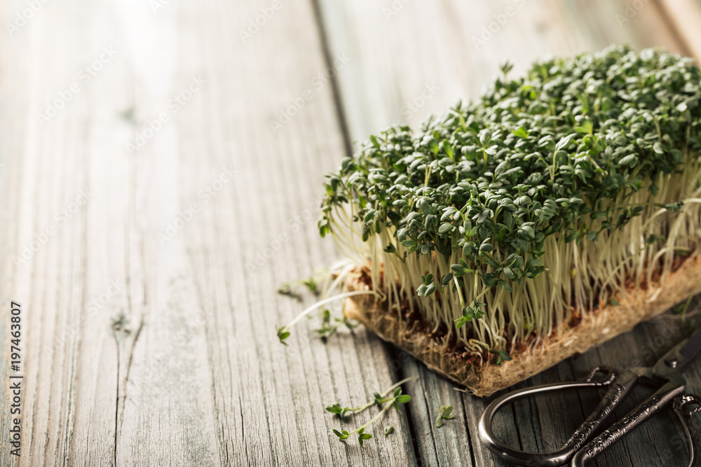 Garden cress, young plants on old wooden table. Lepidium sativum, edible herb. Microgreen. Peppery flavor and aroma. Also called mustard and cress, garden pepper cress, pepperwort or pepper grass. Garden cress, young plants on old wooden table. Lepidium sativum, edible herb. Microgreen. Peppery flavor and aroma. Also called mustard and cress, garden pepper cress, pepperwort or pepper grass.