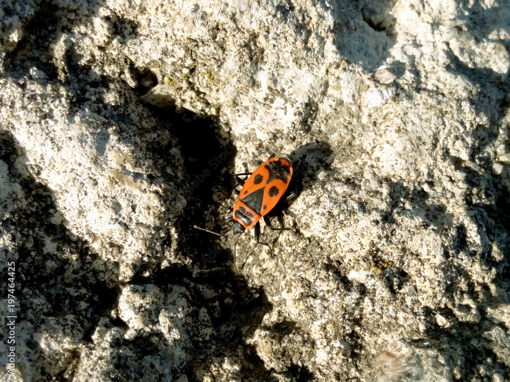 Beetle soldier on stone illuminated by the southern bright summer sun