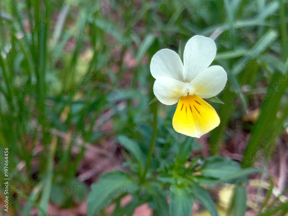 Fototapeta premium Flower in a white forest with yellow on a background