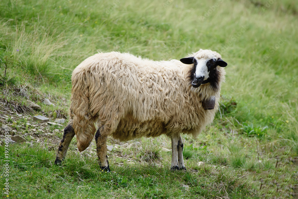 Single white sheep grazing at green meadow, natural agriculture background Single white sheep grazing at green meadow, natural agriculture background