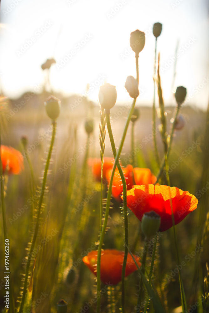 Obraz premium flower
