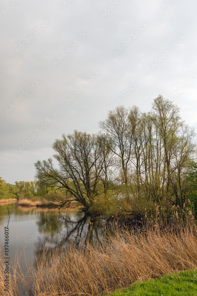 Tree silhouettes reflected in the water surface of the pond