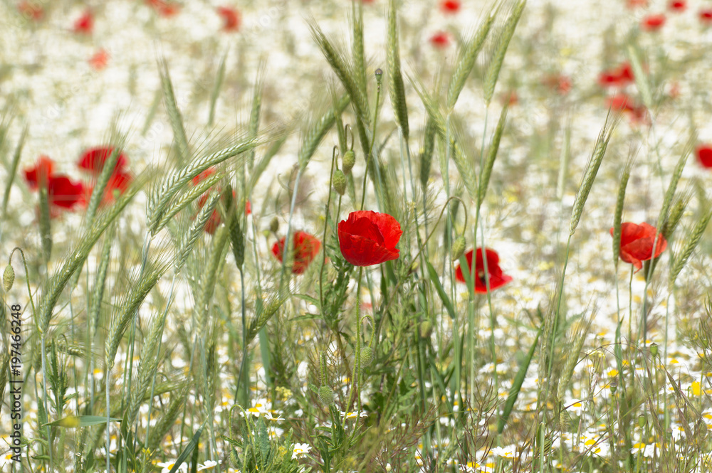 Fototapeta premium Poppy flowers, white daisies and wheat in the field