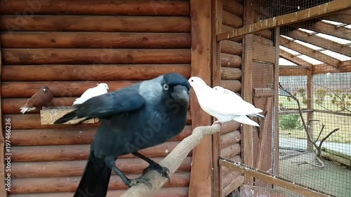 Black Raven on a branch with a white pigeon in dovecote on a bird farm. Wild bird in a cage in poultry farm. White dove the symbol of peace photo