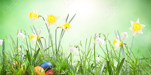 Fototapeta Naklejka Na Ścianę i Meble -  Poster, spring snowflake, narcissus, eggs  in the grass on a natrue background