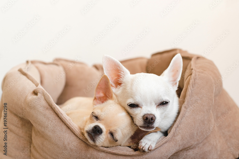 Two lovely, cute and beautiful domestic breed mammal chihuahua puppies friends lying, relaxing in dog bed. Pets resting, sleeping together. Pathetic and emotional portrait. Father and daughter photo. Two lovely, cute and beautiful domestic breed mammal chihuahua puppies friends lying, relaxing in dog bed. Pets resting, sleeping together. Pathetic and emotional portrait. Father and daughter photo.
