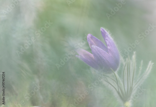 closeup of a flower