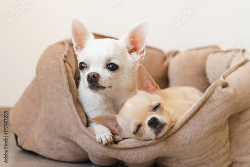 Two lovely, cute and beautiful domestic breed mammal chihuahua puppies friends lying, relaxing in dog bed. Pets resting, sleeping together. Pathetic and emotional portrait. Father and daughter photo.