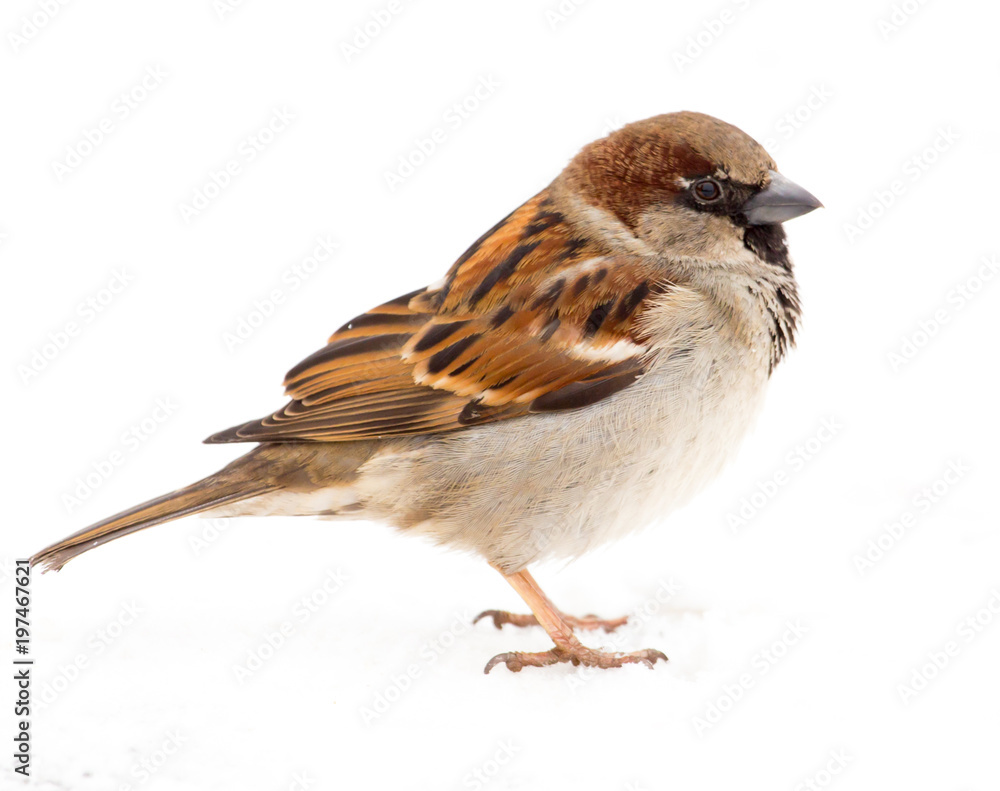 Sparrow sits on white snow in winter Sparrow sits on white snow in winter