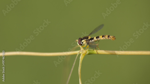 Mouche des champs jaune et noire sur une tige de plante. Insecte au corps fin et long imitant celui d'une guêpe.