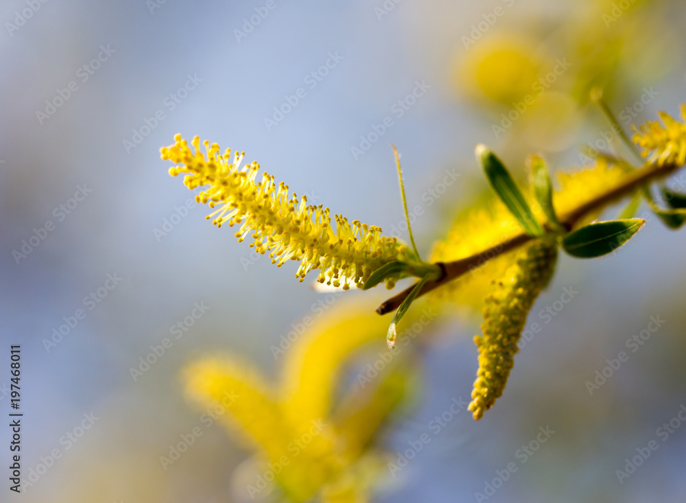 Fototapeta premium Yellow flowers on willow branches in spring