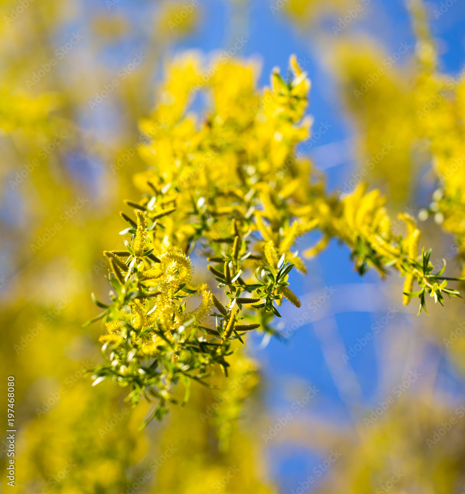 Yellow flowers on willow branches in spring