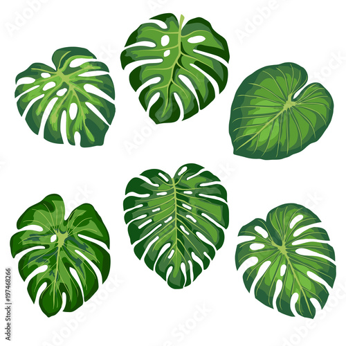 tropical monstera leaves