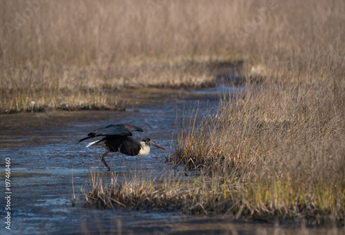 Woolly-necked stork (Ciconia episcopus)