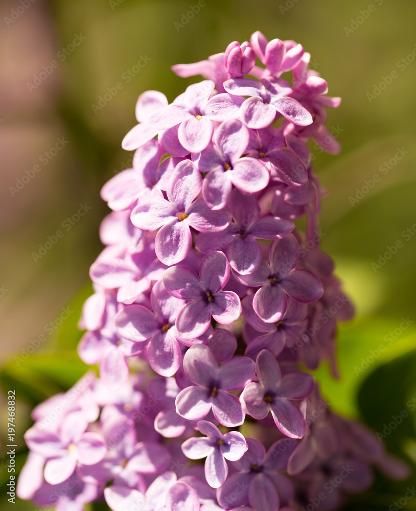 Lilac flowers on a tree in spring Lilac flowers on a tree in spring