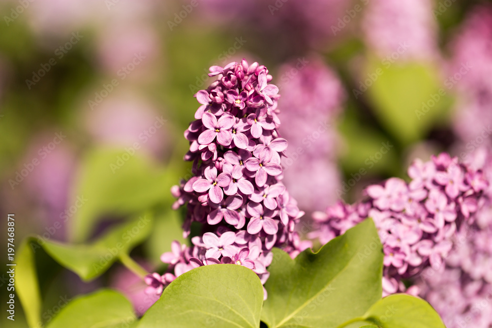 Fototapeta premium Lilac flowers on a tree in spring