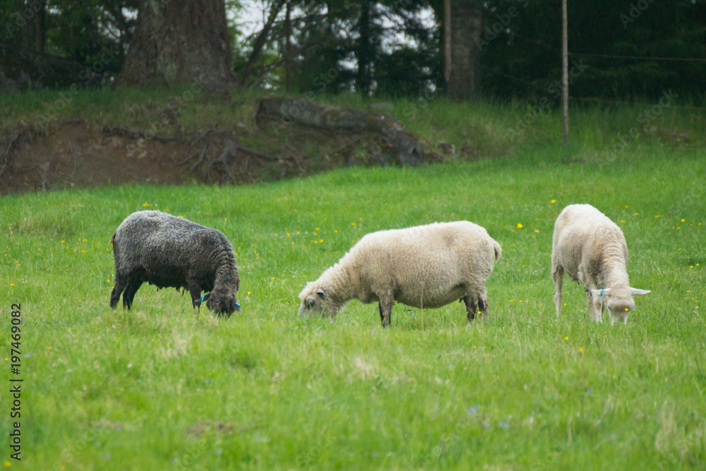 A herd of sheep is grazing on the green meadow on the Korteniemi Heritage Farm that is located in the Liesjärvi National Park, Finland, Europe A herd of sheep is grazing on the green meadow on the Korteniemi Heritage Farm that is located in the Liesjärvi National Park, Finland, Europe